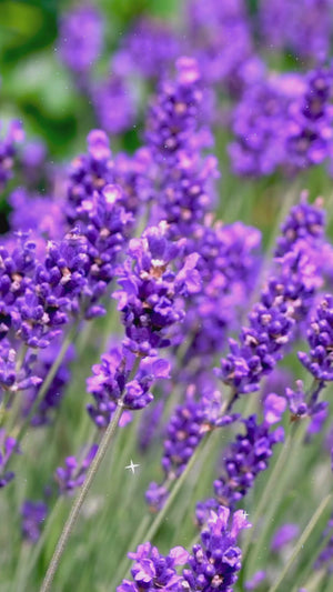 Lavender Essential Oil